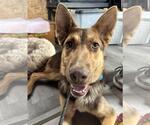 Small #5 German Shepherd Dog Mix