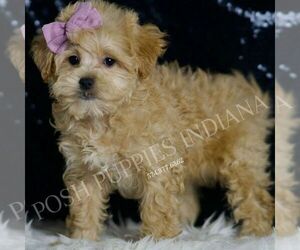 Medium Maltipoo