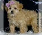 Puppy Cinnamon F1 Maltipoo