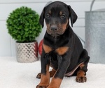 Small Photo #3 Doberman Pinscher Puppy For Sale in GOSHEN, IN, USA