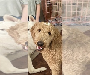 Mother of the Goldendoodle-Poodle (Standard) Mix puppies born on 07/19/2022