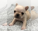 Small Photo #1 French Bulldog Puppy For Sale in WINDERMERE, FL, USA