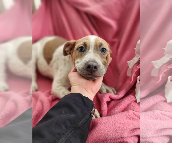 Medium Photo #4 American Pit Bull Terrier-Unknown Mix Puppy For Sale in SHERBURNE, NY, USA
