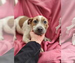 Small #3 American Pit Bull Terrier Mix