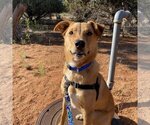 Small Photo #26 Red Heeler-Unknown Mix Puppy For Sale in Kanab, UT, USA