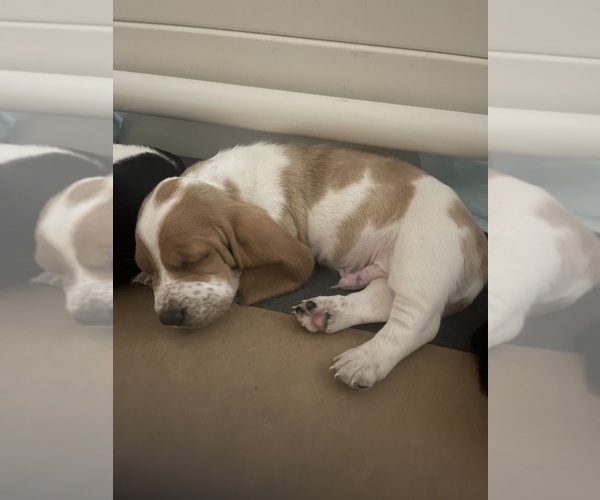 Medium Photo #8 Basset Hound Puppy For Sale in MISSOURI CITY, TX, USA