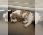 Small Photo #8 Basset Hound Puppy For Sale in MISSOURI CITY, TX, USA