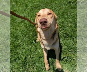 Tanner - Male Golden Labrador Dog for Adoption - Photo #12