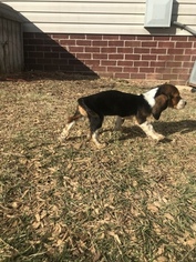 Basset Artesian Normand Puppy for sale in BETHPAGE, TN, USA