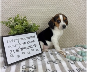 Beagle Puppy for sale in INDIANAPOLIS, IN, USA