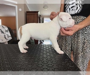 American Staffordshire Terrier Puppy for sale in BROOKSVILLE, FL, USA