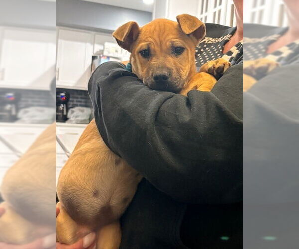 Medium Photo #2 Black Mouth Cur-Labrador Retriever Mix Puppy For Sale in Brewster, NY, USA