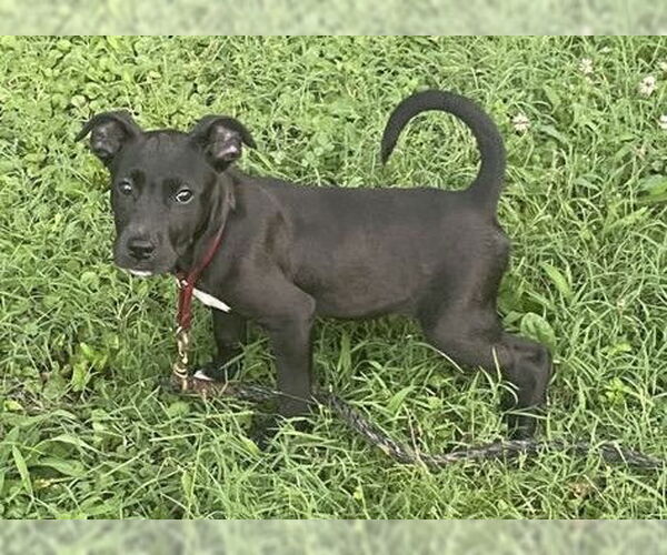 Medium Photo #3 American Pit Bull Terrier-Unknown Mix Puppy For Sale in Hillsboro, NH, USA