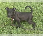 Small #2 American Pit Bull Terrier Mix