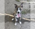 Small #1 Siberian Husky Mix