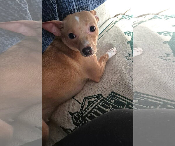 Medium Photo #8 Chihuahua Puppy For Sale in Arlington, VA, USA