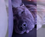 Small #13 American Pit Bull Terrier Mix