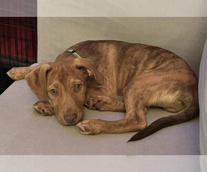 Gus - Male Mutt Dog for Adoption - Photo #13
