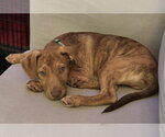 Small Photo #13 Mutt Puppy For Sale in Mount Laurel, NJ, USA