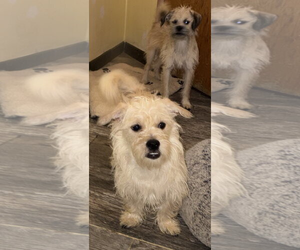 Medium Photo #1 Mutt Puppy For Sale in Apple Valley, CA, USA