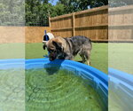 Small #1 German Shepherd Dog Mix