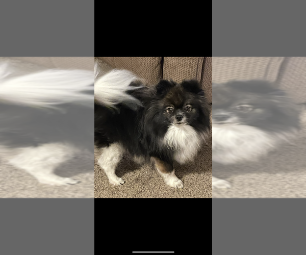 Medium Photo #1 Pomeranian Puppy For Sale in HARRISVILLE, MI, USA