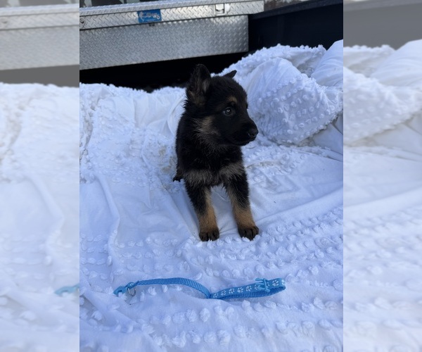 Medium Photo #3 German Shepherd Dog Puppy For Sale in GREENVILLE, NC, USA