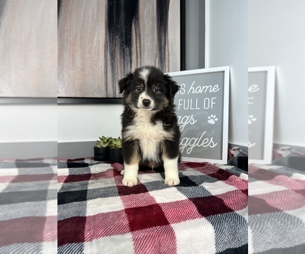 Medium Photo #8 Miniature Australian Shepherd Puppy For Sale in FRANKLIN, IN, USA