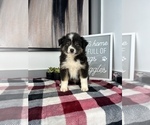 Small Photo #8 Miniature Australian Shepherd Puppy For Sale in FRANKLIN, IN, USA