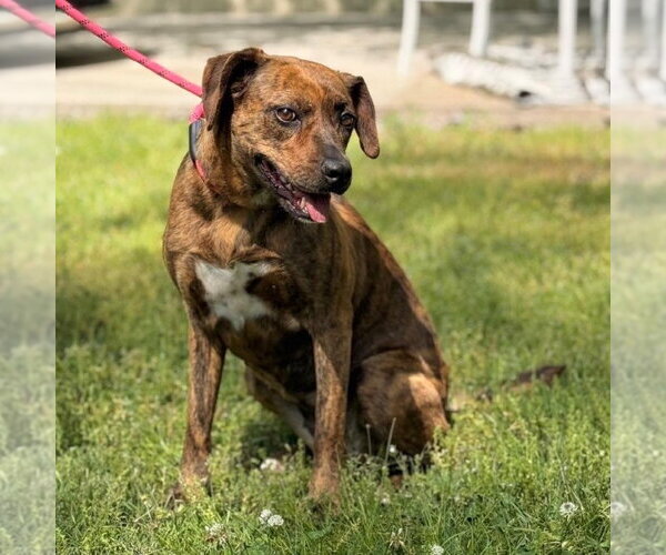 Medium Photo #2 Plott Hound Puppy For Sale in Yardley, PA, USA