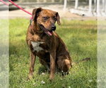 Small #1 Plott Hound