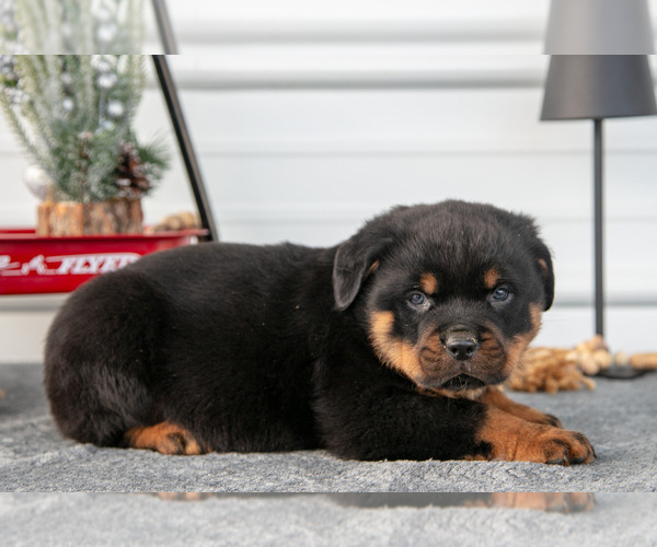Medium Photo #2 Rottweiler Puppy For Sale in BRYANT, IN, USA