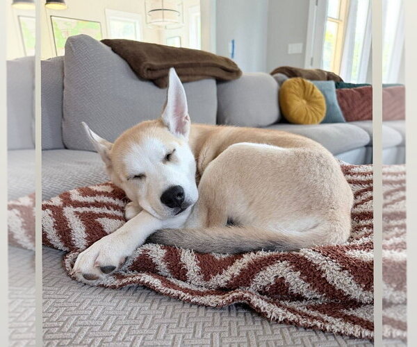 Medium Photo #4 Siberian Husky-Unknown Mix Puppy For Sale in Raleigh, NC, USA