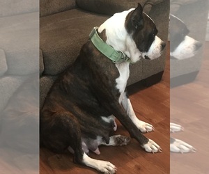 Mother of the Boxer puppies born on 04/08/2025