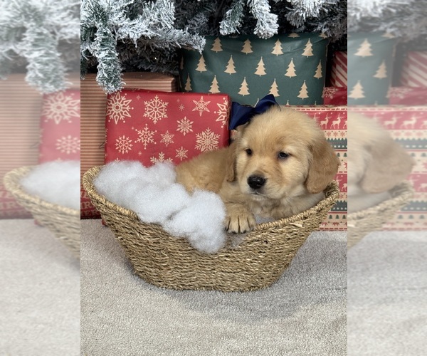 Medium Photo #12 Golden Retriever Puppy For Sale in DAVENPORT, FL, USA