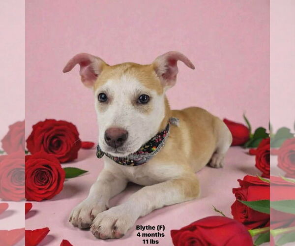 Medium Photo #1 Mutt Puppy For Sale in Sterling, MA, USA