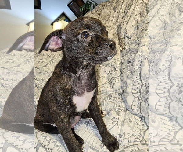 Medium Photo #2 Pom-A-Pug Puppy For Sale in Arlington, WA, USA