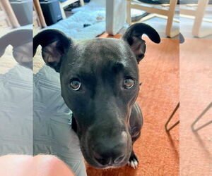 Thea - Female American Pit Bull Terrier-Unknown Mix Dog for Adoption - Photo #10