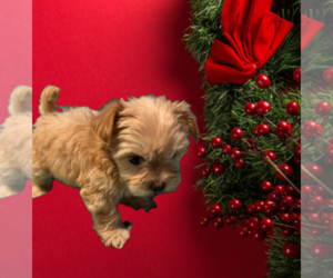 Morkie Puppy for sale in FORT WORTH, TX, USA