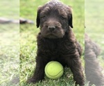 Small Photo #19 Labradoodle Puppy For Sale in FLORENCE, TX, USA
