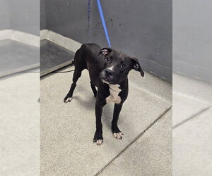 American Staffordshire Terrier-Unknown Mix Dogs for adoption in Tallahassee, FL, USA
