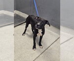 Small American Staffordshire Terrier Mix