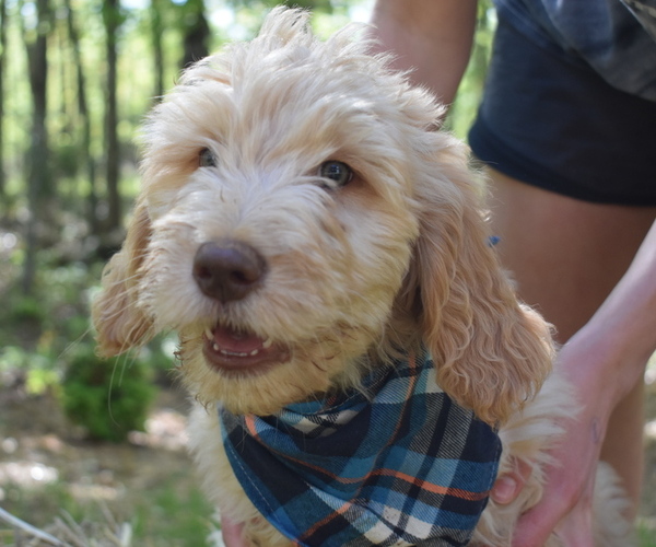 Medium Photo #1 Goldendoodle Puppy For Sale in MORELAND, GA, USA