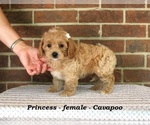 Small #1 Cavapoo
