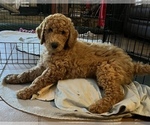 Small Photo #6 Poodle (Standard) Puppy For Sale in BROWNSBURG, IN, USA