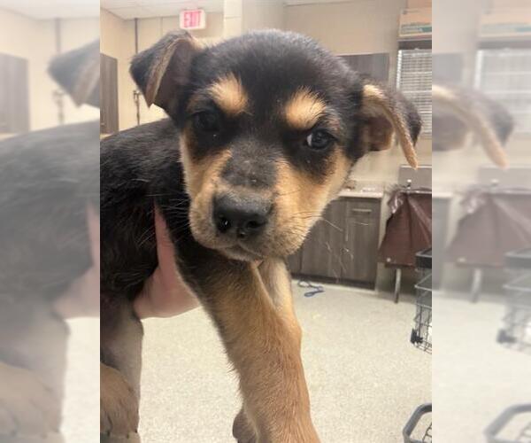 Medium Photo #1 Anatolian Shepherd-Unknown Mix Puppy For Sale in Conroe, TX, USA