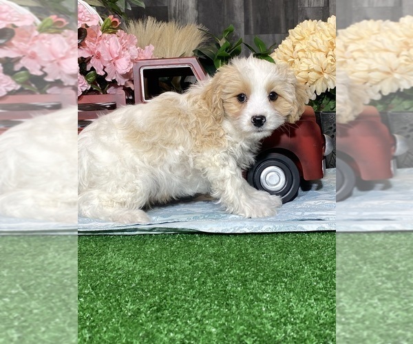 Medium Photo #3 Bichpoo-Cavalier King Charles Spaniel Mix Puppy For Sale in CANOGA, NY, USA