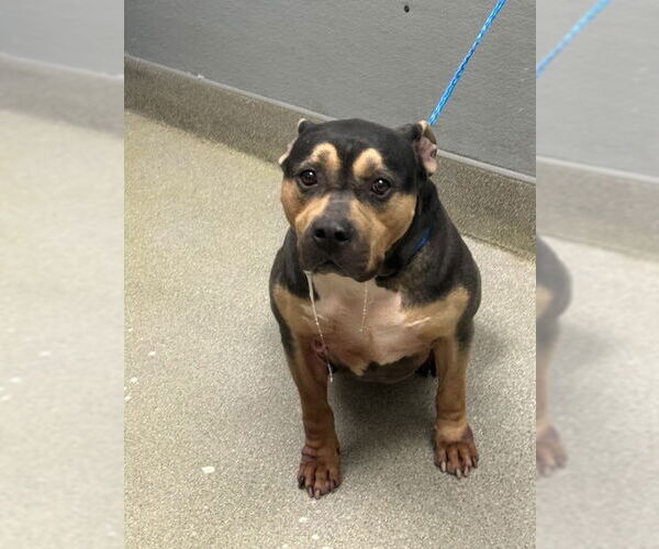 Medium Photo #1 American Pit Bull Terrier-Unknown Mix Puppy For Sale in Las Vegas, NV, USA