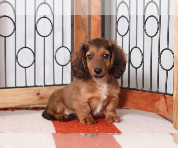 Medium Photo #3 Dachshund Puppy For Sale in NAPLES, FL, USA