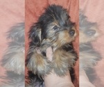 Small Photo #21 Yorkshire Terrier Puppy For Sale in AKRON, OH, USA